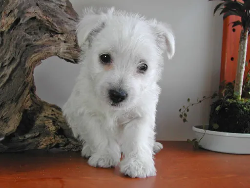 ウエスト・ハイランド・ホワイト・テリアの子犬販売