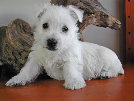ウエスト・ハイランド・ホワイト・テリアの子犬販売