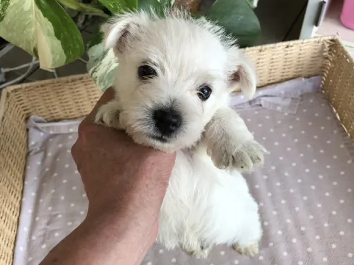 ウエスト・ハイランド・ホワイト・テリアの子犬販売