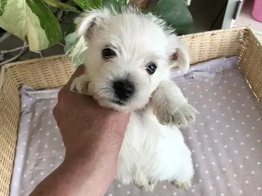 ウエスト・ハイランド・ホワイト・テリアの子犬販売