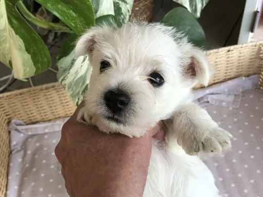 ウエスト・ハイランド・ホワイト・テリアの子犬販売