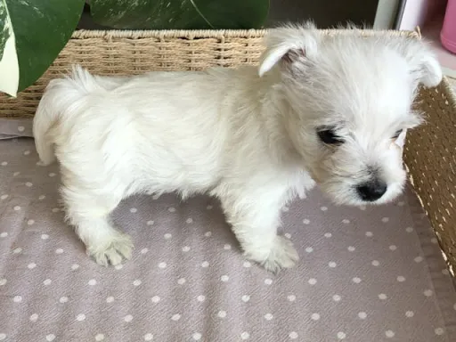 ウエスト・ハイランド・ホワイト・テリアの子犬販売