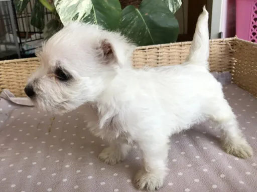 ウエスト・ハイランド・ホワイト・テリアの子犬販売