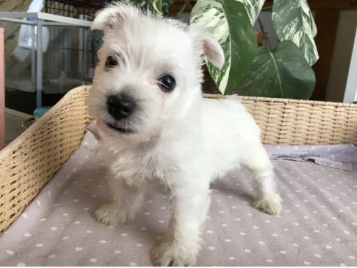 ウエスト・ハイランド・ホワイト・テリアの子犬販売