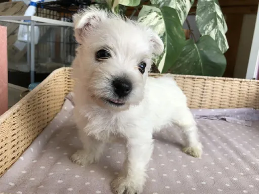 ウエスト・ハイランド・ホワイト・テリアの子犬販売