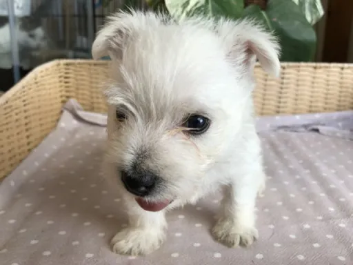 ウエスト・ハイランド・ホワイト・テリアの子犬販売