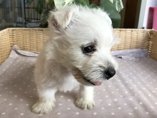 ウエスト・ハイランド・ホワイト・テリアの子犬販売
