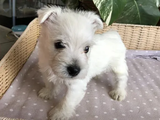 ウエスト・ハイランド・ホワイト・テリアの子犬販売