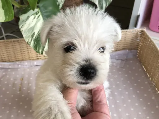 ウエスト・ハイランド・ホワイト・テリアの子犬販売