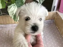 ウエスト・ハイランド・ホワイト・テリア