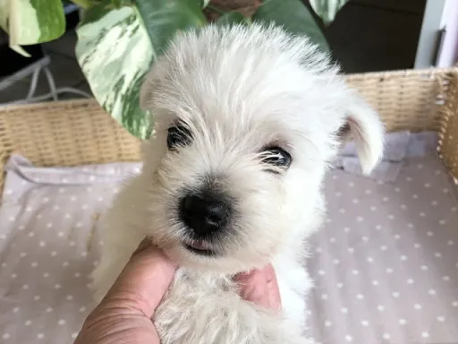 ウエスト・ハイランド・ホワイト・テリアの子犬販売