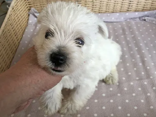 ウエスト・ハイランド・ホワイト・テリアの子犬販売