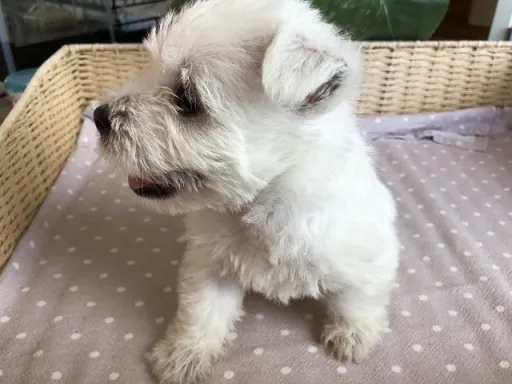 ウエスト・ハイランド・ホワイト・テリアの子犬販売