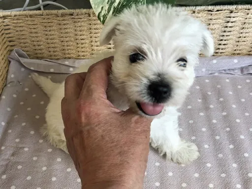 ウエスト・ハイランド・ホワイト・テリアの子犬販売