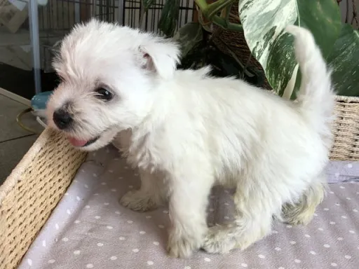 ウエスト・ハイランド・ホワイト・テリアの子犬販売