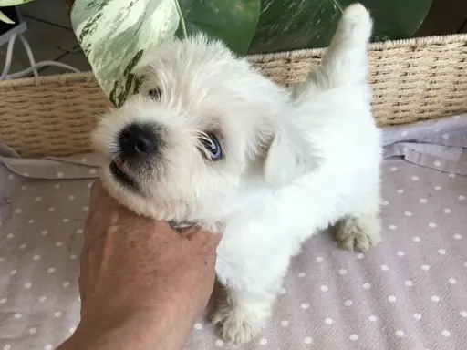 ウエスト・ハイランド・ホワイト・テリアの子犬販売