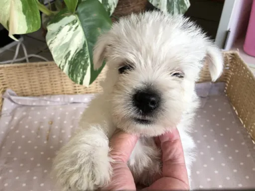 ウエスト・ハイランド・ホワイト・テリアの子犬販売