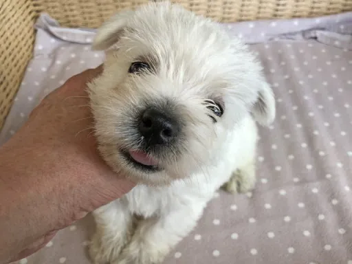 ウエスト・ハイランド・ホワイト・テリアの子犬販売