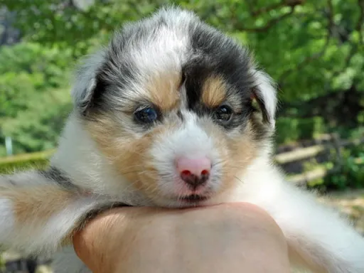 シェットランド・シープドッグの子犬販売