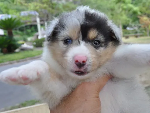 シェットランド・シープドッグの子犬販売