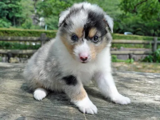 シェットランド・シープドッグの子犬販売