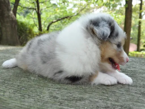 シェットランド・シープドッグの子犬販売