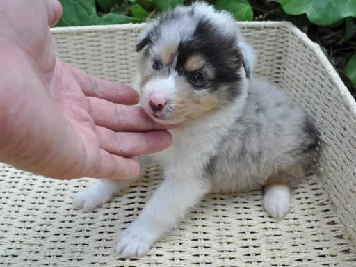 シェットランド・シープドッグの子犬販売