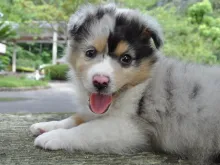 シェットランド・シープドッグ