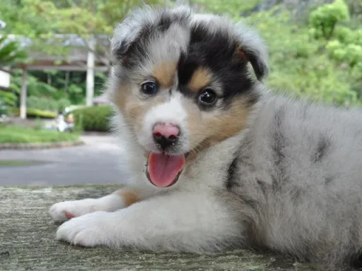 シェットランド・シープドッグのサムネイル画像1