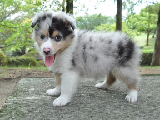 シェットランド・シープドッグのサムネイル画像6