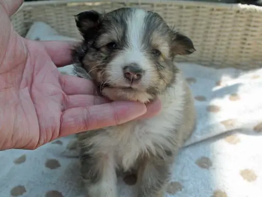 シェットランド・シープドッグの子犬販売