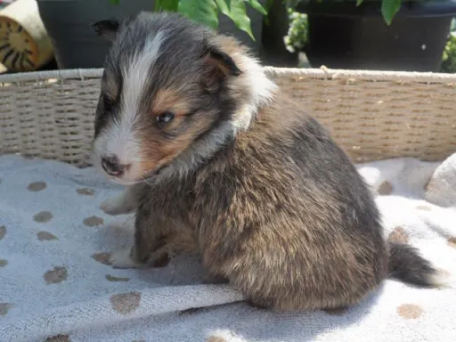 シェットランド・シープドッグのサムネイル画像2