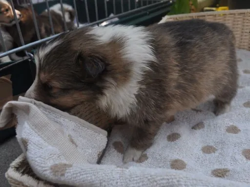 シェットランド・シープドッグのサムネイル画像4