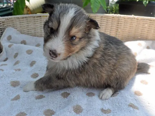 シェットランド・シープドッグのサムネイル画像6