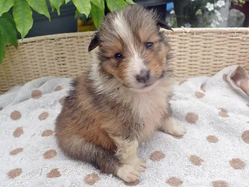 シェットランド・シープドッグの子犬販売