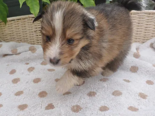 シェットランド・シープドッグのサムネイル画像4