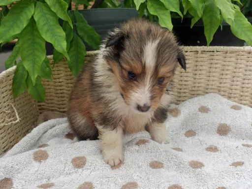 シェットランド・シープドッグのサムネイル画像5