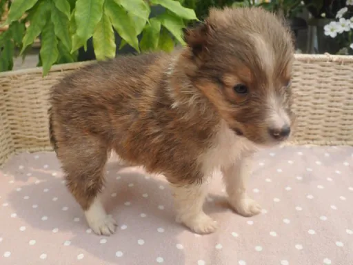 シェットランド・シープドッグのサムネイル画像1