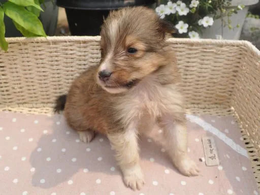 シェットランド・シープドッグのサムネイル画像3