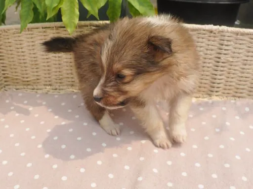 シェットランド・シープドッグのサムネイル画像5