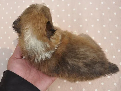 シェットランド・シープドッグのサムネイル画像6