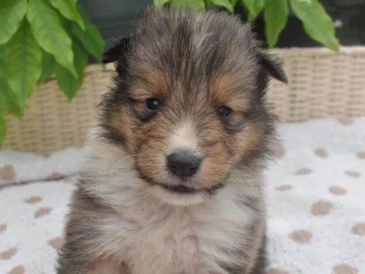 シェットランド・シープドッグのサムネイル画像1