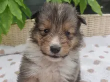 シェットランド・シープドッグ