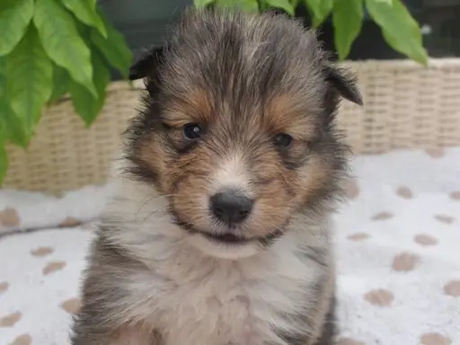 シェットランド・シープドッグの子犬販売