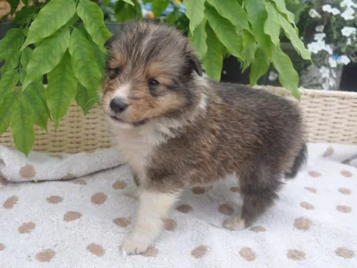 シェットランド・シープドッグのサムネイル画像3