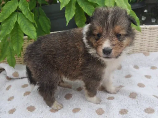 シェットランド・シープドッグのサムネイル画像4