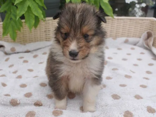 シェットランド・シープドッグのサムネイル画像5