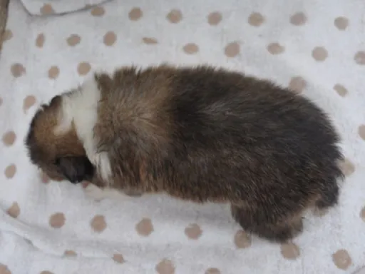 シェットランド・シープドッグのサムネイル画像6