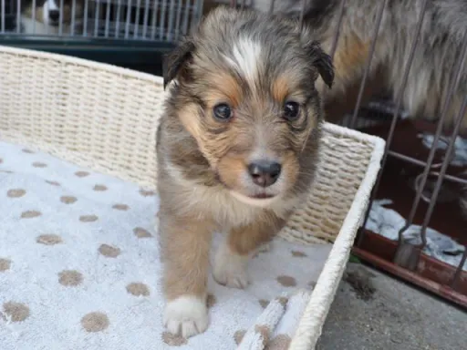 シェットランド・シープドッグの子犬販売