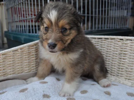 シェットランド・シープドッグの子犬販売